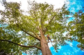 Best Tree Risk Assessment  in Trinity, TX