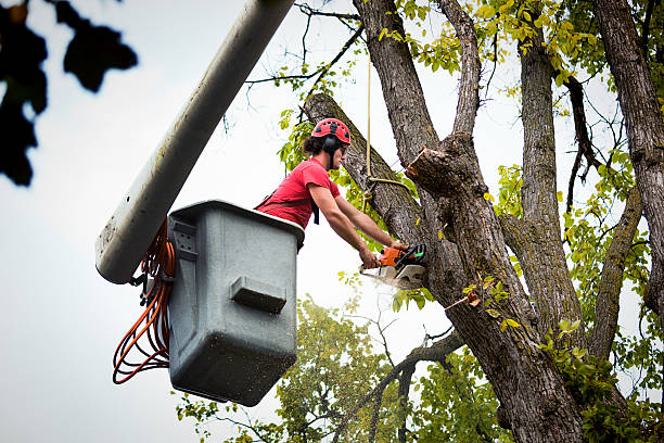 Best Utility Line Clearance  in Trinity, TX