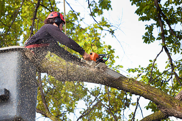 Best Emergency Tree Removal  in Trinity, TX